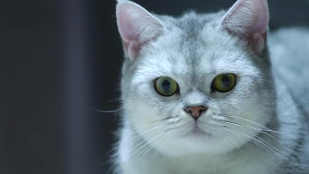 Scottish Straight Silver Chinchilla gato girando cabeza de lado a lado — Vídeos de Stock
