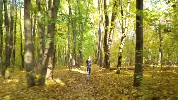 Fit girl canicrossing with American Staffordshire terrier in sunny autumn forest — Stock Video