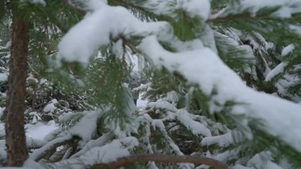 Frau geht an einem verschneiten Tag im Winter im Kiefernwald spazieren — Stockvideo