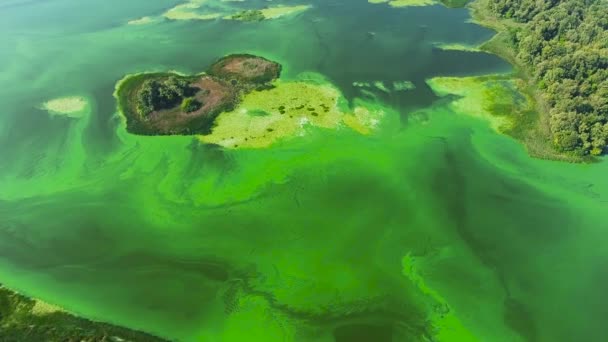 Anténa široké řeky zbarvená zeleně, protože znečištění zelených řas — Stock video