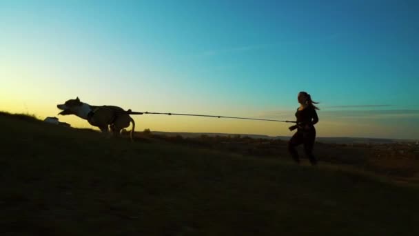 Fit dziewczyna i zwierzę American Staffordshire terrier canicrossing o zachodzie słońca — Wideo stockowe