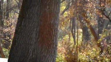 Neşeli genç bir aile sabah sonbahar parkında koşuyor.