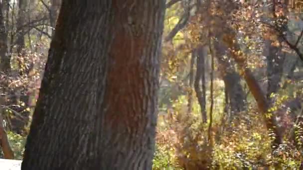 Gioiosa giovane famiglia che fa jogging nel parco autunnale al mattino — Video Stock