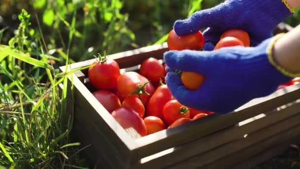 Mains féminines en gants de jardinage bleus remplissant boîte en bois avec des tomates — Video