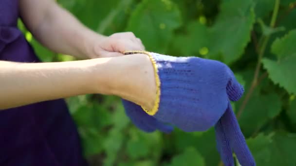 Closeup van blanke vrouw in schort het aantrekken van blauwe tuinieren handschoenen. — Stockvideo