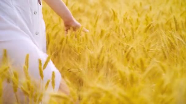 Mladé ženské ruce dotýkají pšeničných uší v období sklizně — Stock video