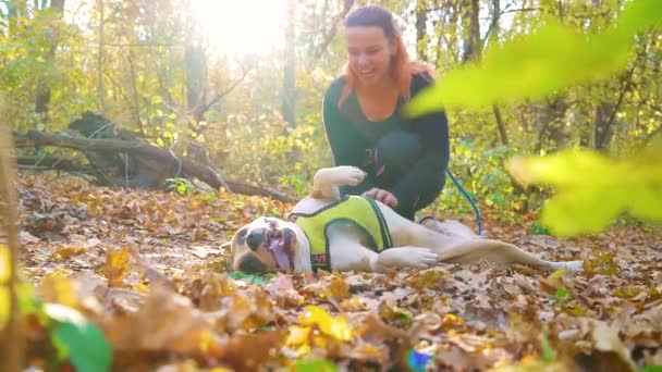 Κορίτσι και Amstaff χαλάρωση για τα φύλλα του φθινοπώρου μετά canicross — Αρχείο Βίντεο