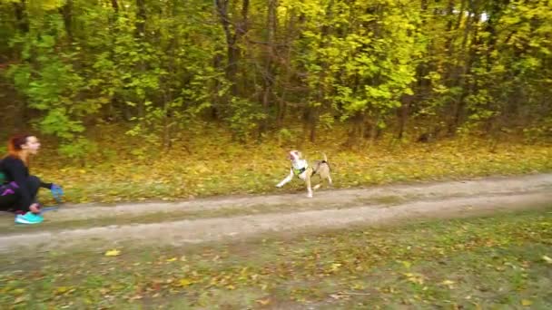 Amstaff i sele kör till kvinnlig ägare på skogspromenaden — Stockvideo