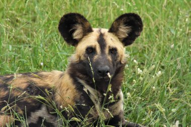 Afrika vahşi köpeği