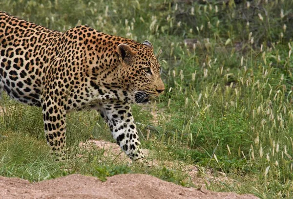 Primer plano del leopardo emergiendo del pincel — Foto de Stock