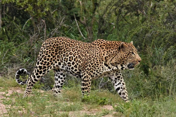 Gran macho leopardo caminando — Foto de Stock