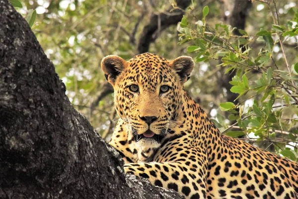 Close up of leopard on tree branch — Stock Photo, Image