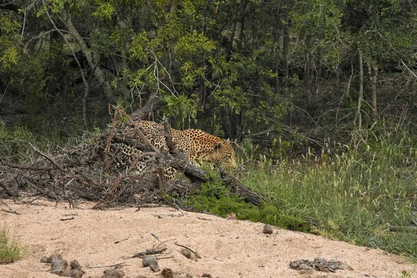 Leopardo emergiendo del pincel — Foto de Stock