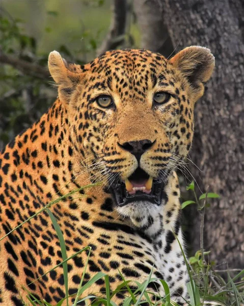 Primer plano del leopardo macho — Foto de Stock