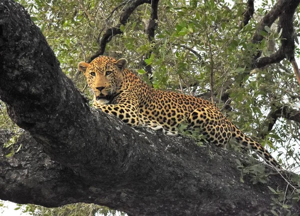 Leopardo macho en un árbol — Foto de Stock