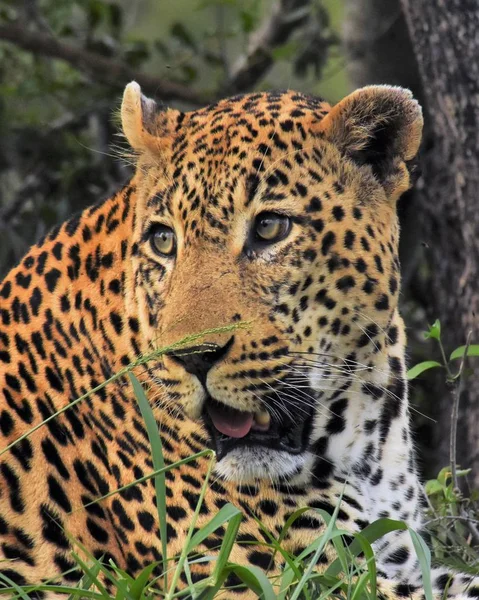 Primer plano del leopardo — Foto de Stock