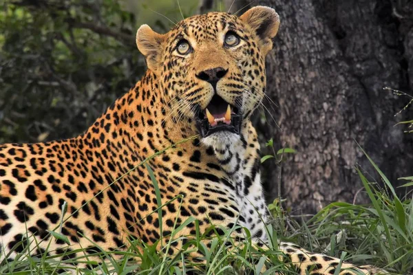 Leopardo mirando hacia arriba — Foto de Stock