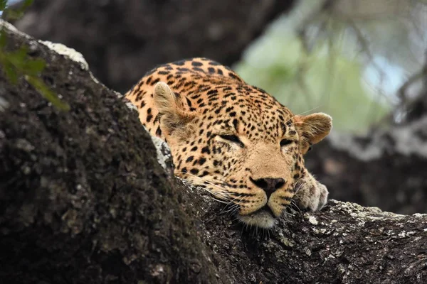 Dalda uyku Leoparad — Stok fotoğraf
