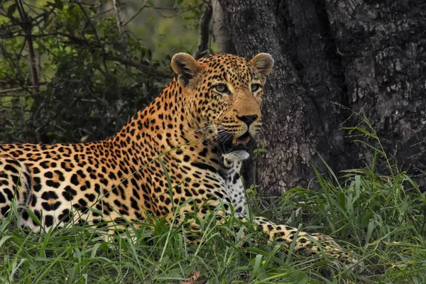 Leopard laying down by tree — Stock Photo, Image