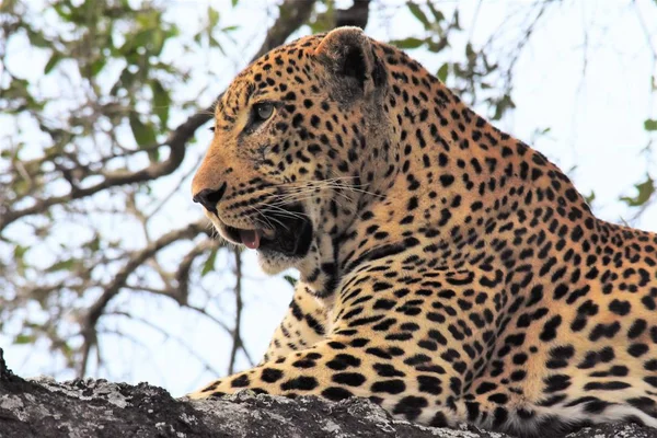 Leopardo en un árbol — Foto de Stock