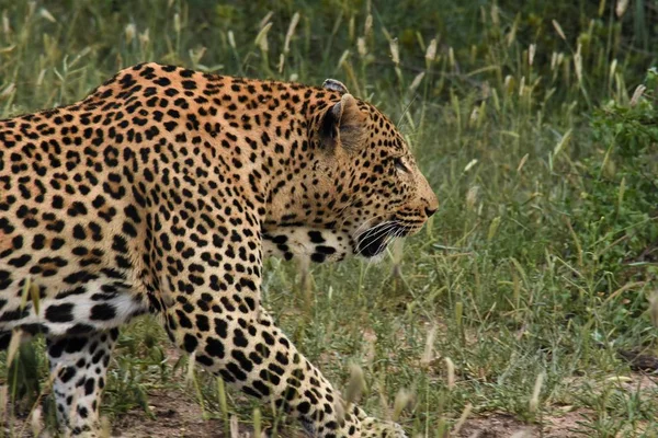 Leopardo descansando en el pincel —  Fotos de Stock