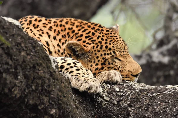 Leopard ruht in der Bürste — Stockfoto