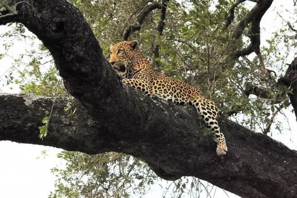 Leaopardo colgando de una rama de árbol — Foto de Stock