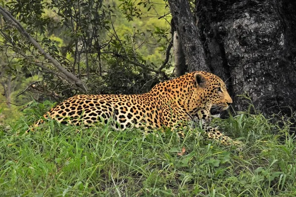 Male leopard laying in the grass — Stock Photo, Image