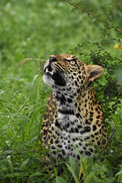 Leopard cub in the grass — Stock Photo, Image