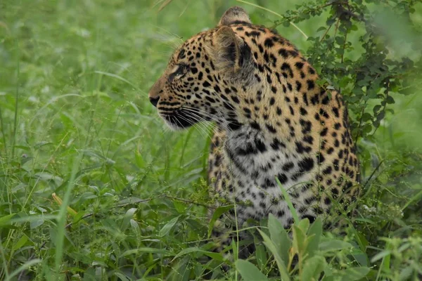 Cachorro de leopardo en la hierba — Foto de Stock