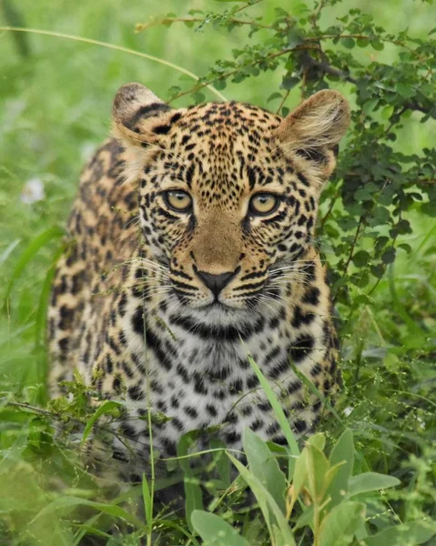 Cachorro de leopardo en la hierba Fotos De Stock Sin Royalties Gratis