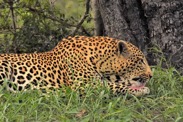 Male leopard laying down by a tree — Stock Photo, Image