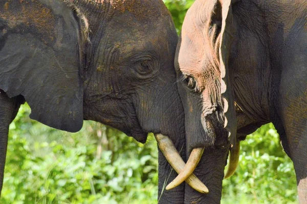 Два слона лицом к лицу — стоковое фото