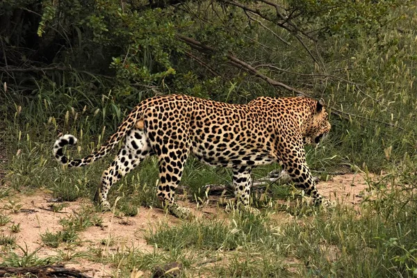 Leopardo caminando sobre el cepillo — Foto de Stock