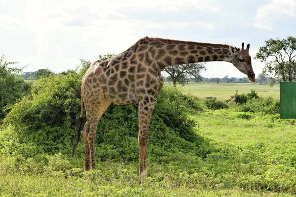 Giraffe steht gegen das Veld — Stockfoto