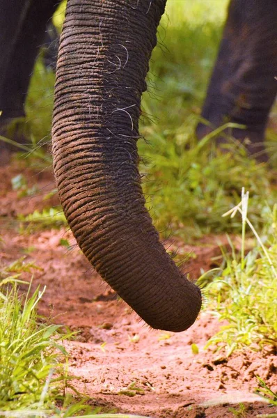 Крупный план ствола слонов — стоковое фото