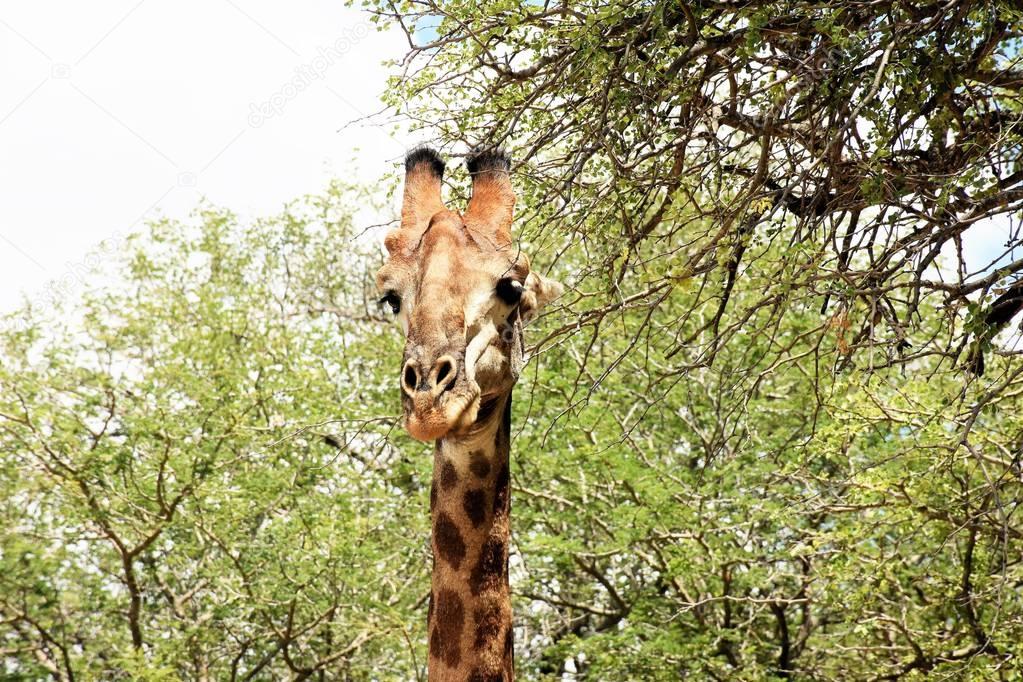 Giraffe standing against the veld 