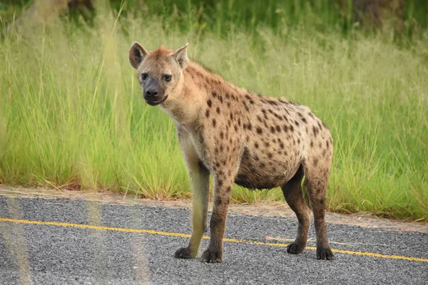Hiena de pie en el camino — Foto de Stock