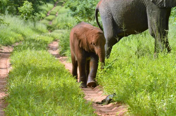 Маленький слон идет по дороге — стоковое фото