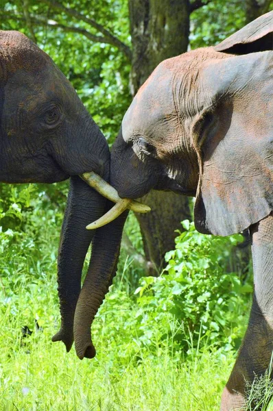 Два слона играют друг с другом — стоковое фото