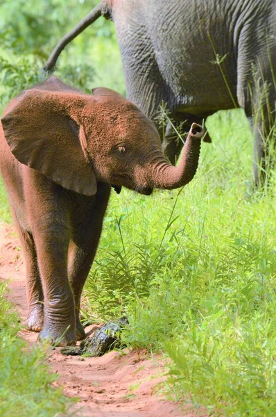 Маленький слон идет по дороге — стоковое фото