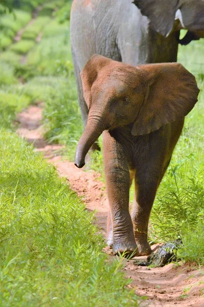 Маленький слоненок — стоковое фото