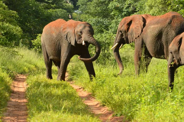 Dos elefantes jugando entre sí Imágenes De Stock Sin Royalties Gratis