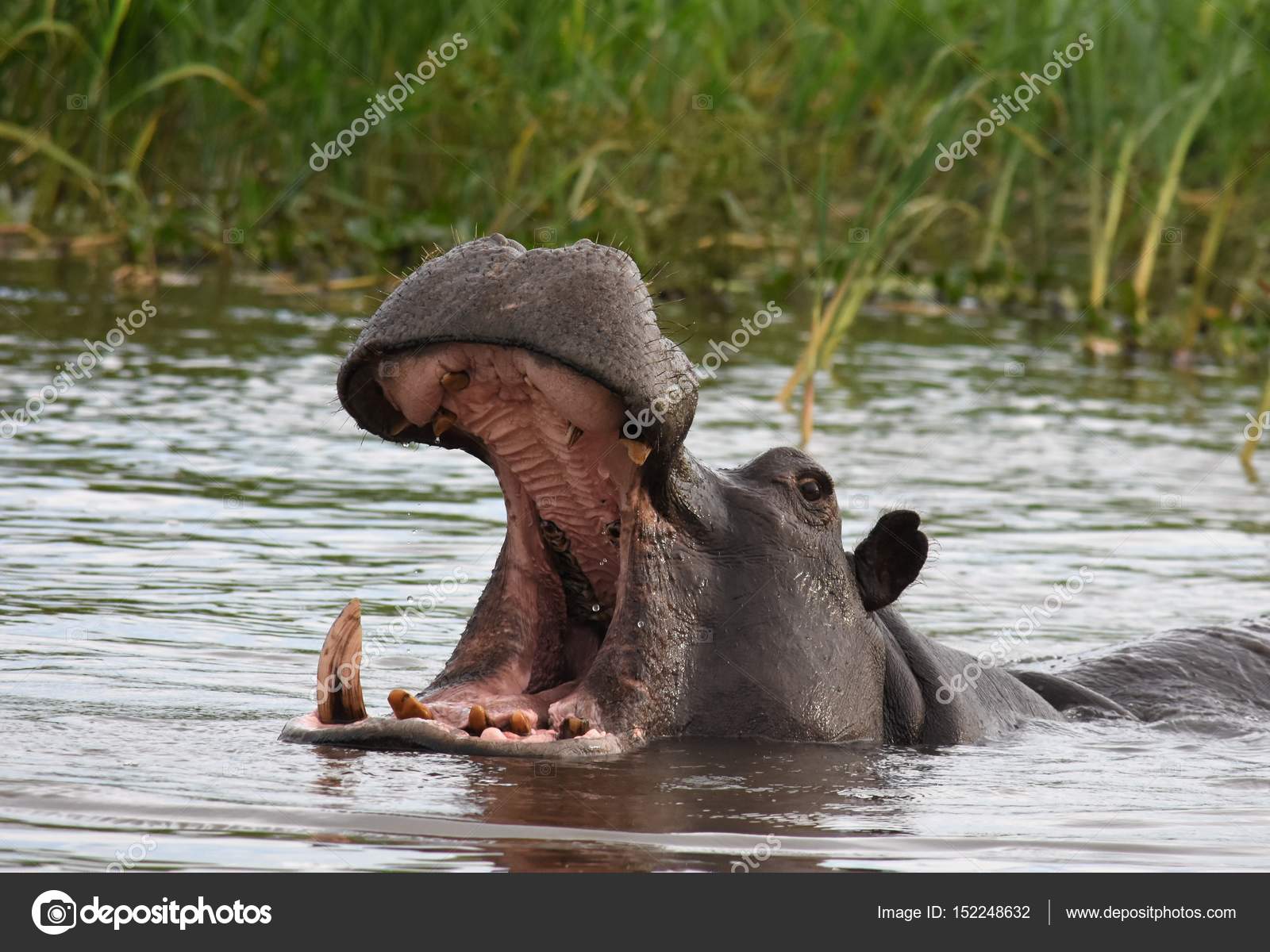 Giant Hippo