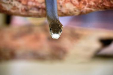 Eastern Black Mamba snake coming towards the camera  clipart