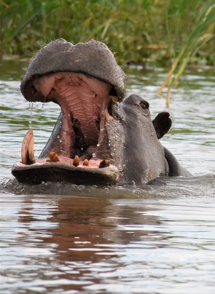 Hippo boca aberta com dentes mostrando — Fotografia de Stock