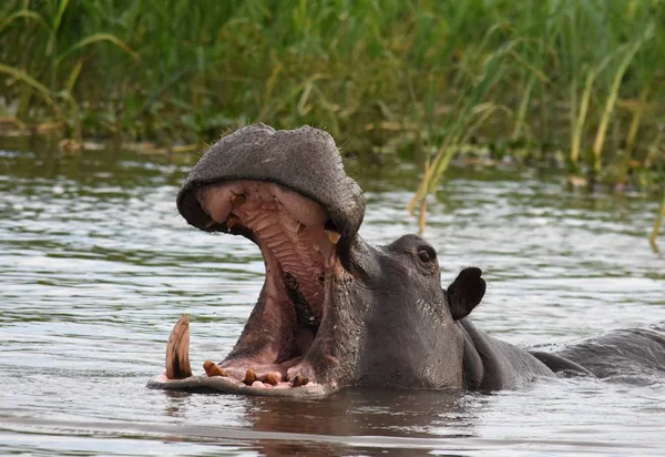 Gran hipopótamo en el Delta del Okavango Imagen De Stock