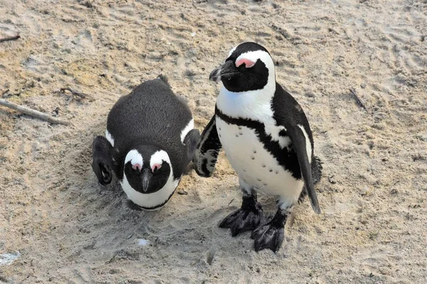 Par av Jackass penguins — Stockfoto