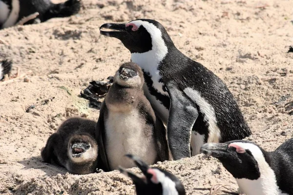 アフリカ ペンギンの雛と — ストック写真