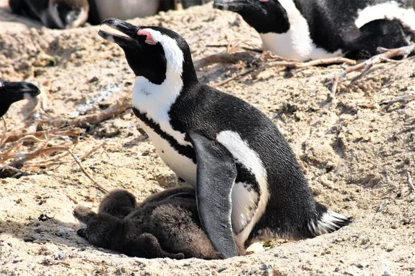 巣の上のペンギン — ストック写真